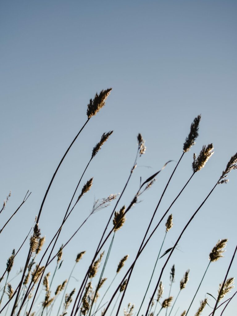 Vivir con menos para ser feliz
